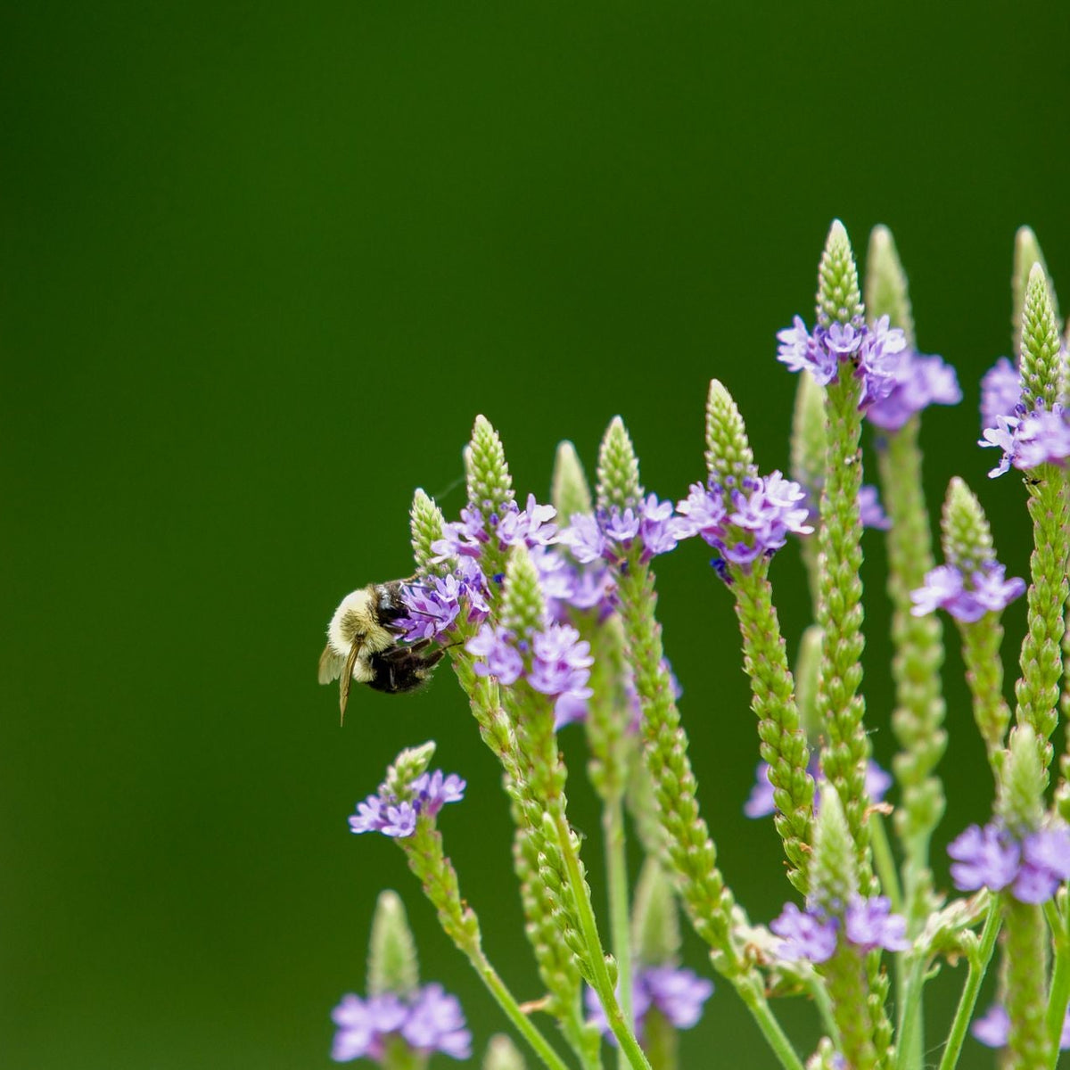Blue Vervain | Organic | Kosher