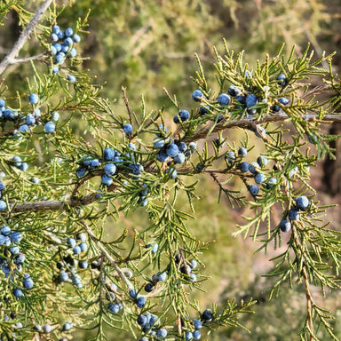 Juniper Berries, Whole | Organic