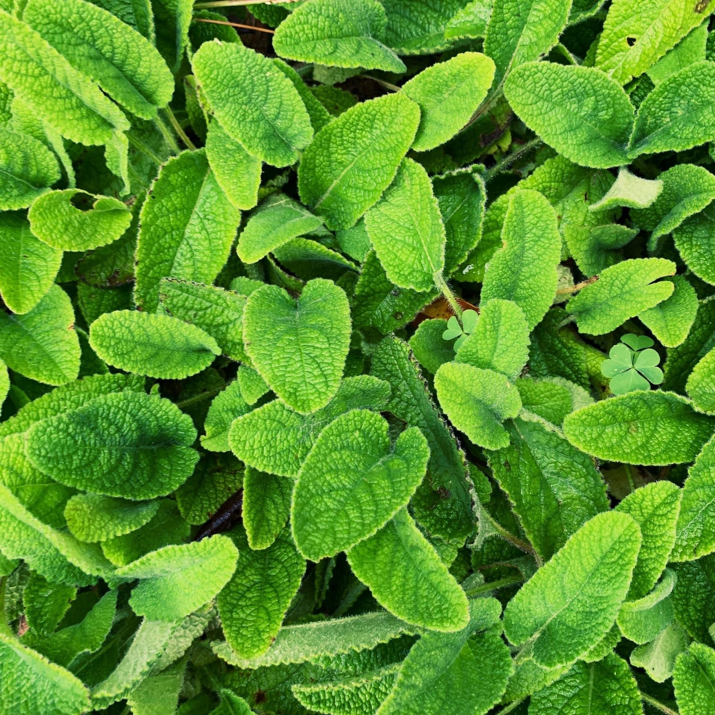 Lemon Balm | Organic