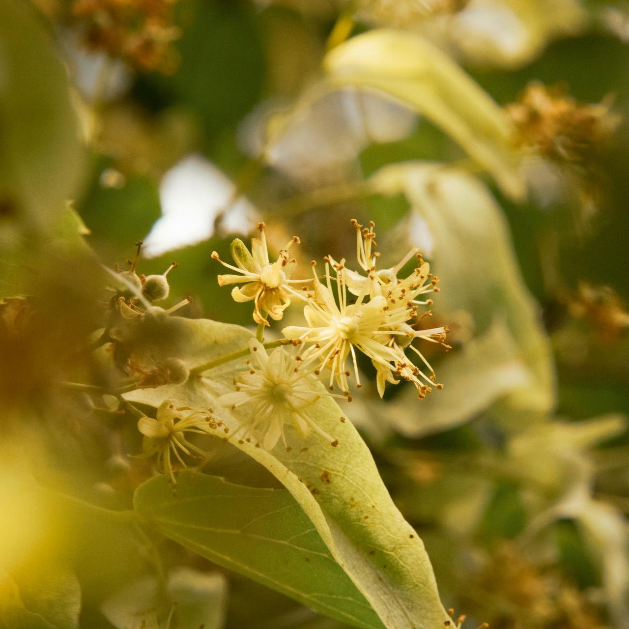 close up of organic linden flower sold at Kindred Vancouver