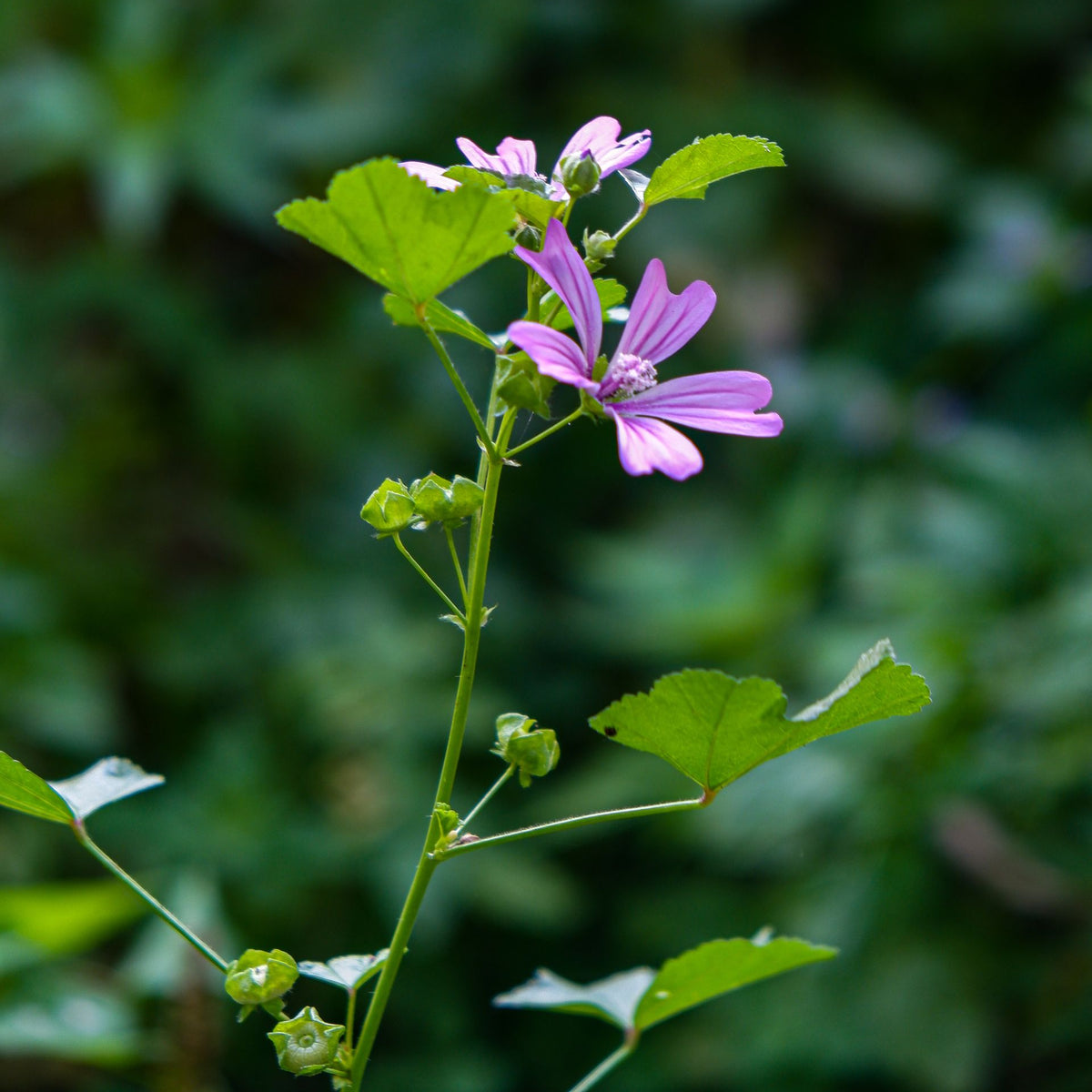 A close-up photograph of a delicate pink-purple flower with green leaves growing in a natural outdoor setting with a soft, blurred background.