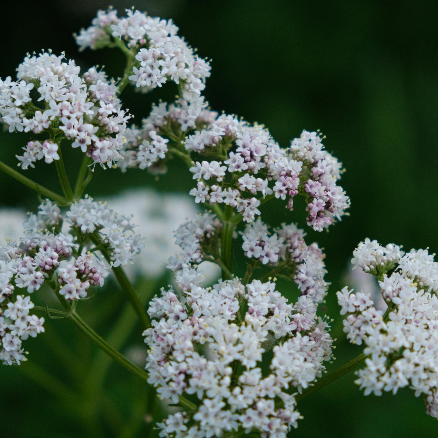 Valerian Root | Organic