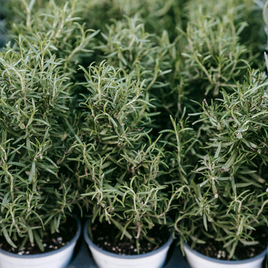 Dried Rosemary