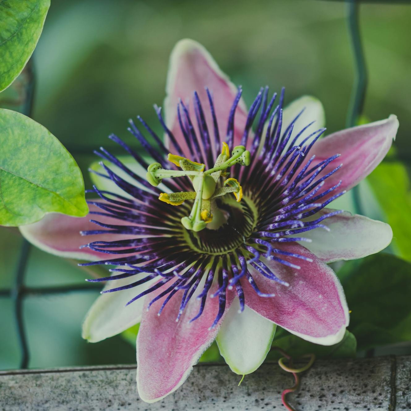 Passion Flower Herb