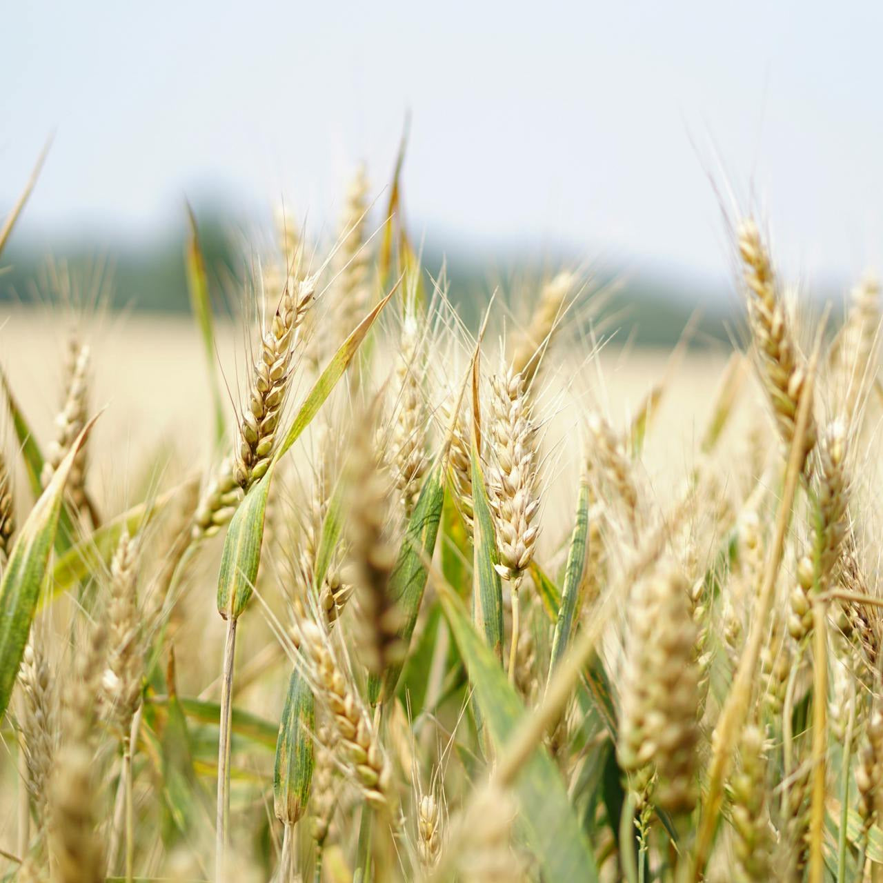 Oatstraw | Organic | Kosher