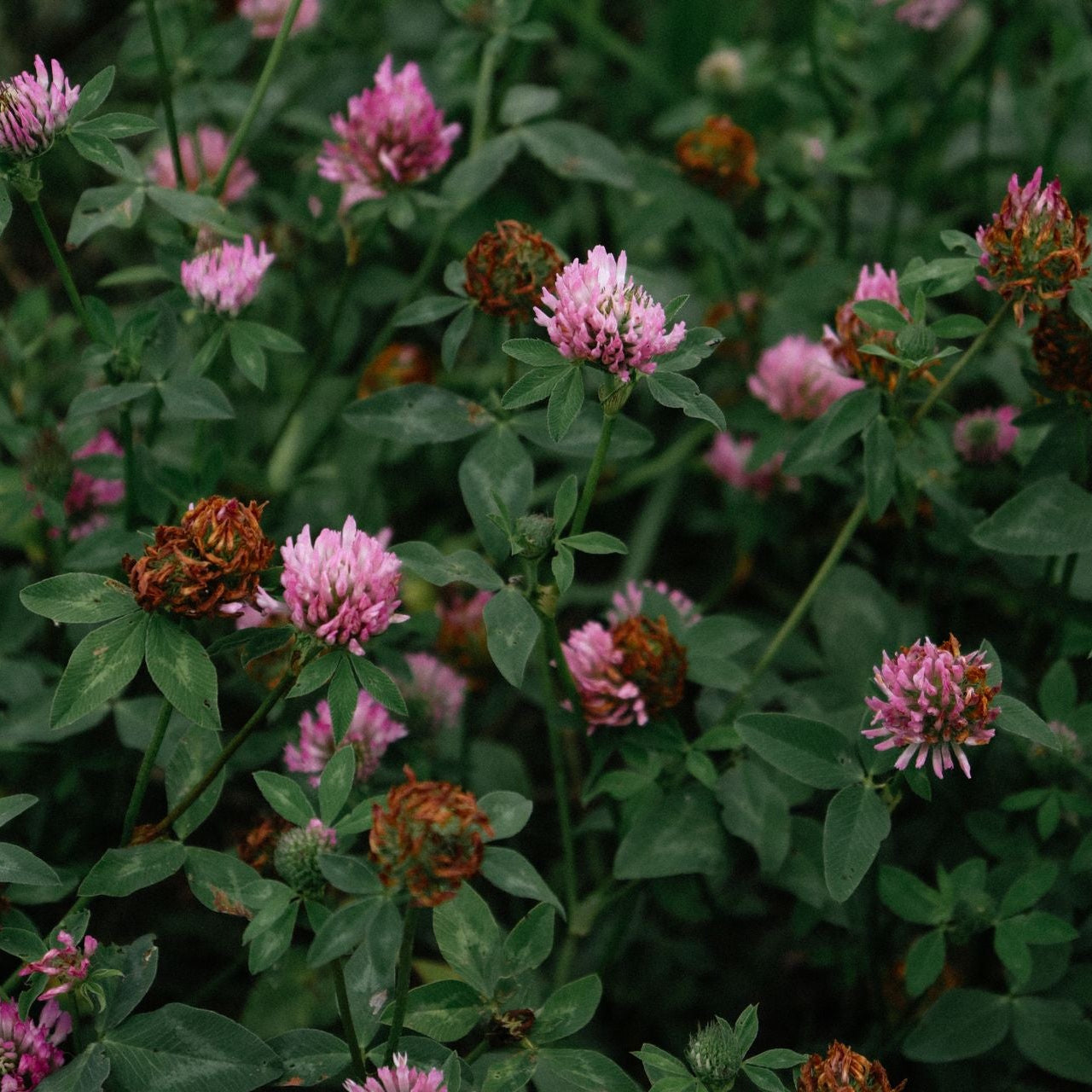 Pink clover flowers blooming among green trifoliate leaves in a garden setting.