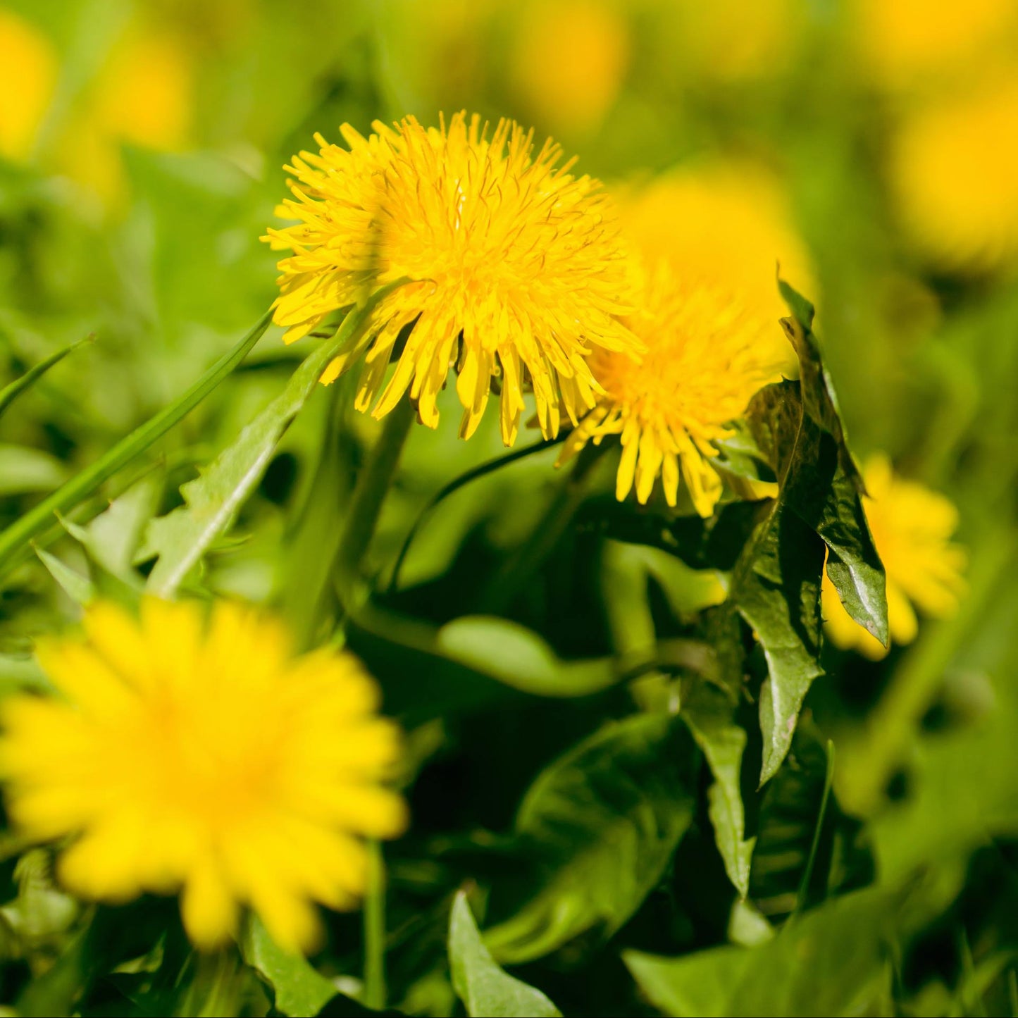 Close-up of yellow dandelions with a blurred green background