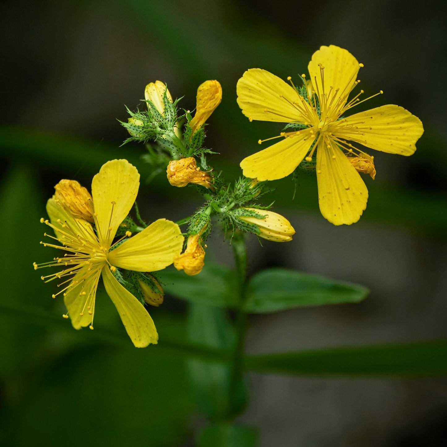 Close-up image of St. John's Wort flowers with a blurred green background.