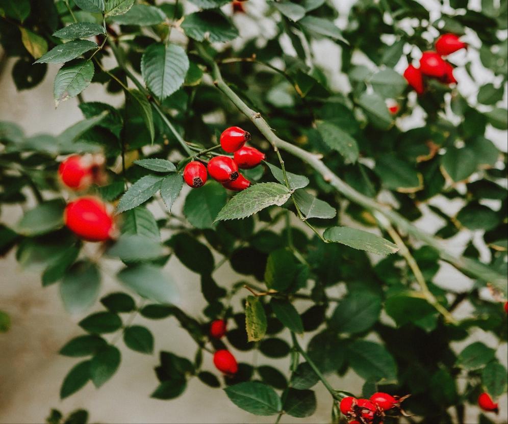 Rose Hips | Organic │ Kosher