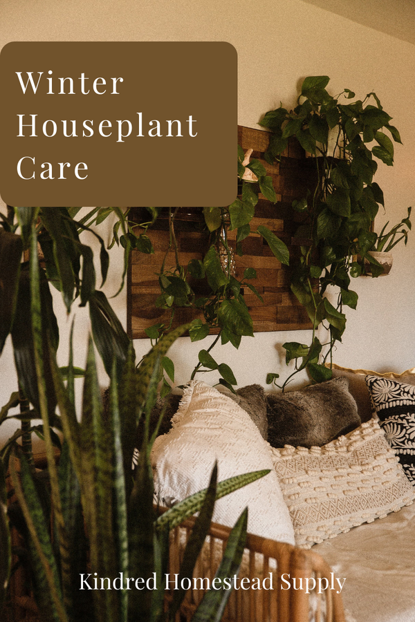 Winter Houseplant Care