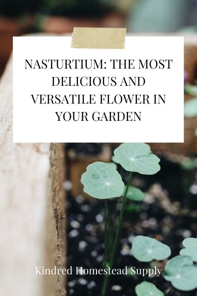 Nasturtium: The Most Delicious and Versatile Flower in Your Garden