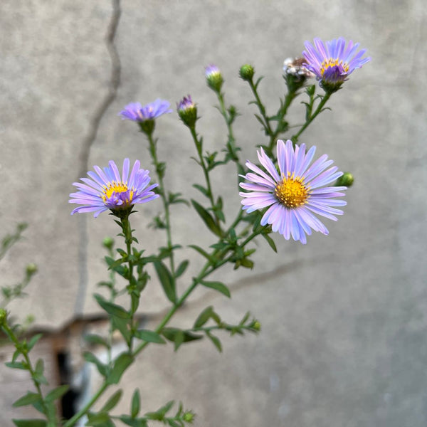 A douglas aster flower in one of Kindred's community beautification projects