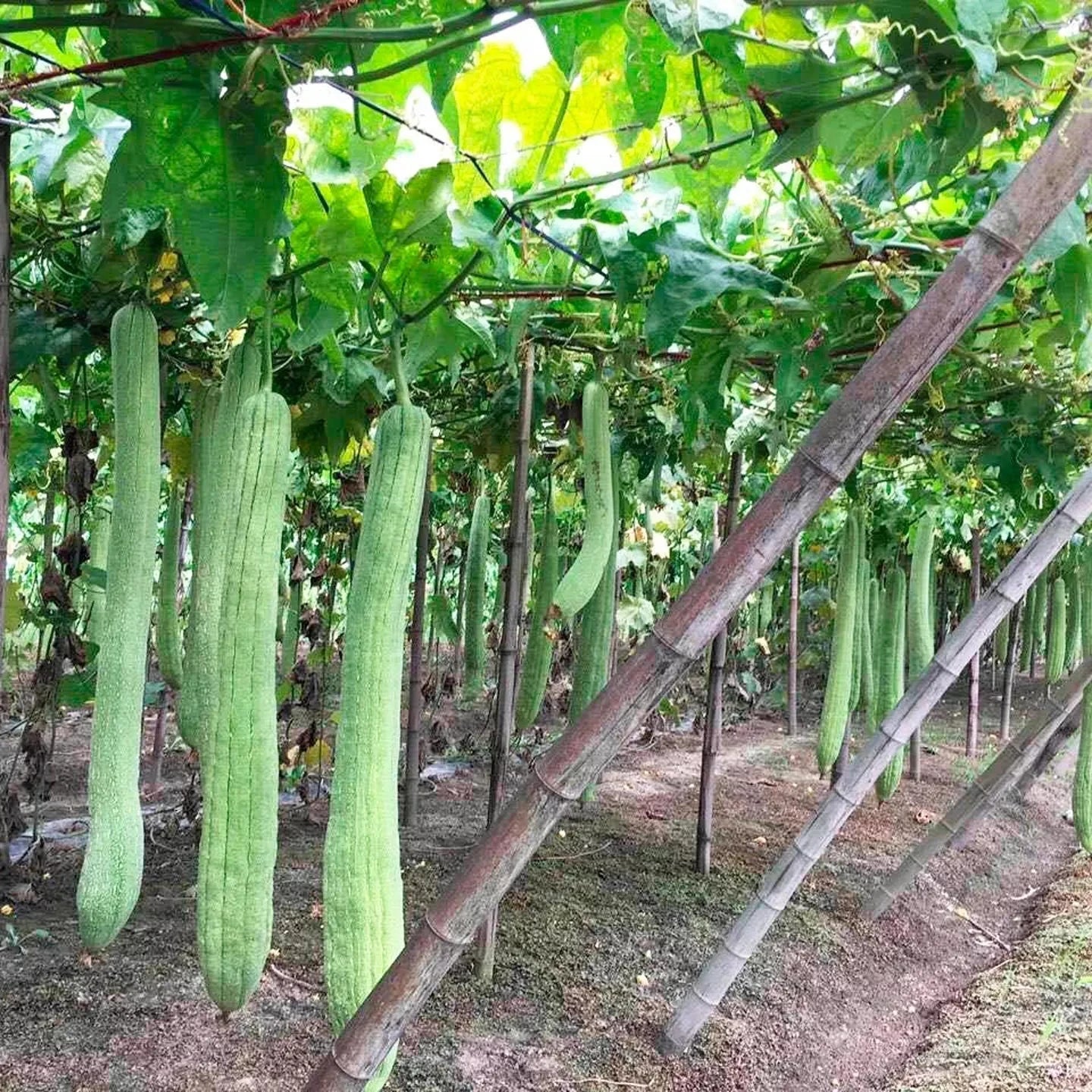 Natural Loofah Cucumber