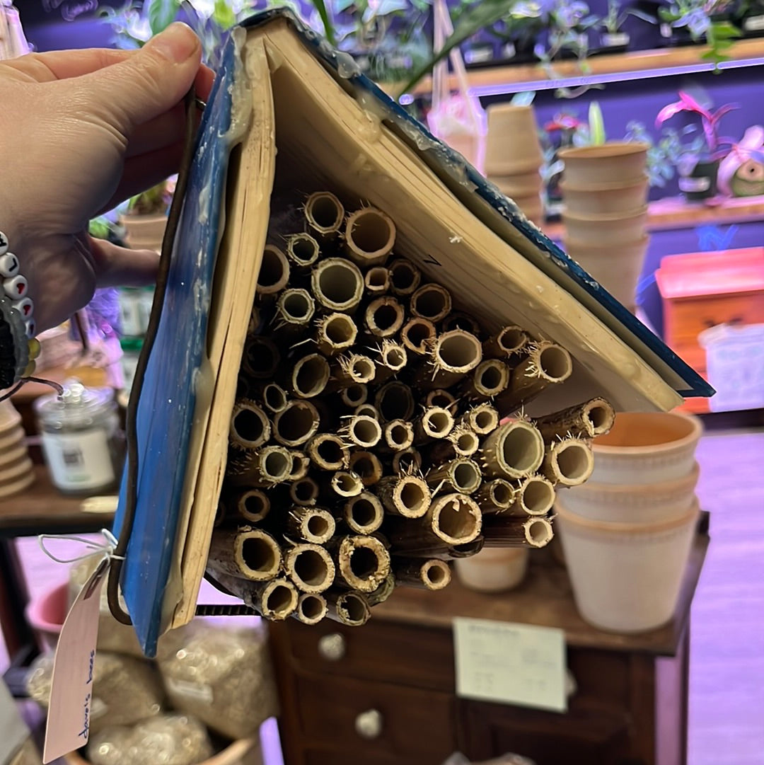 Dave's Bees | Native Mason Bees