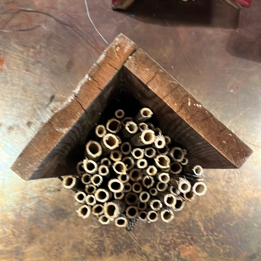 Dave's Bees | Native Mason Bees