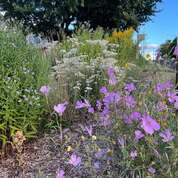 Sun-loving native wildflowers offered in the raffle item "native garden starter kit"