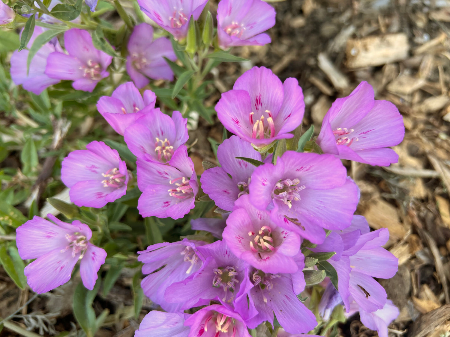 Clarkia wildflowers that grow in the community garden project in the alley behind Kindred