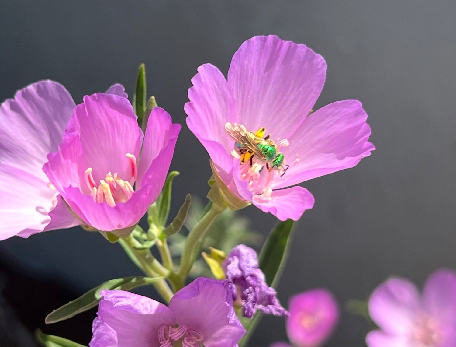 A cute native bee vibing on a clarkia wildflower