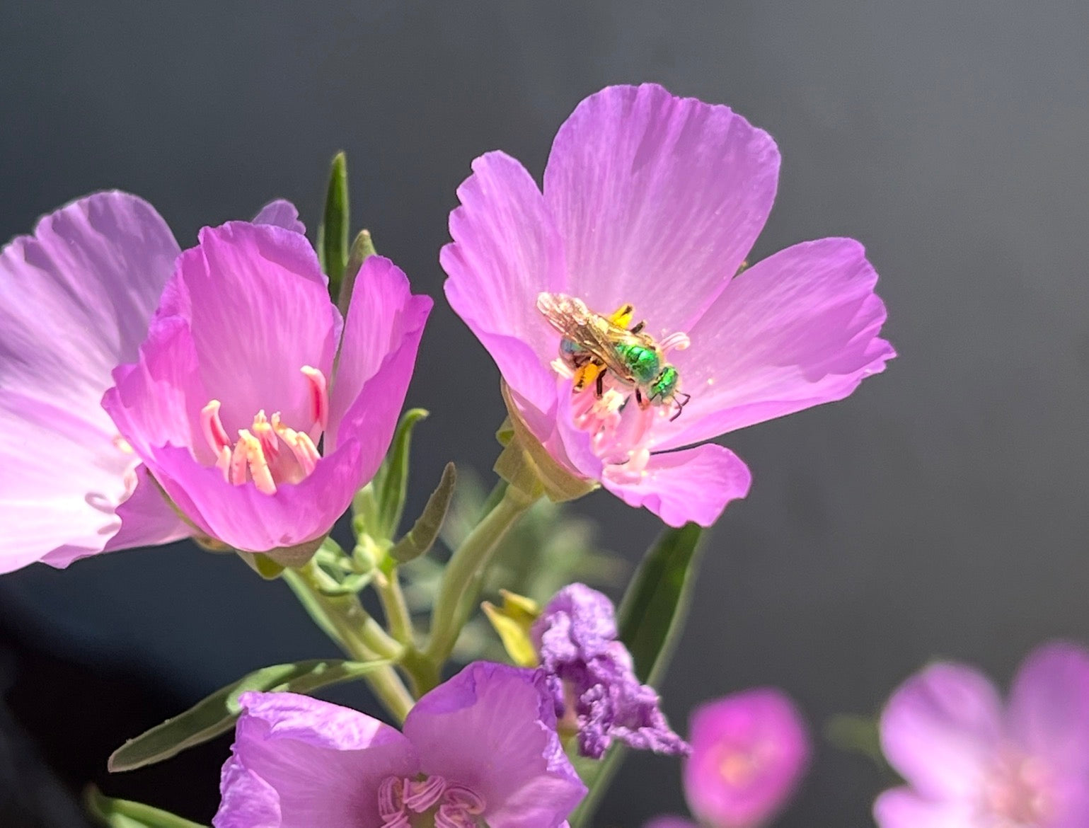 A cute native bee vibing on a clarkia wildflower