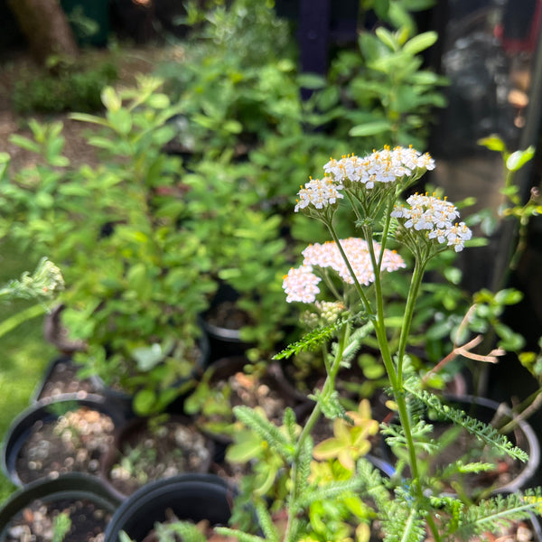 A yarrow wildflower representing the native plant garden kit offered as one of the raffle items 