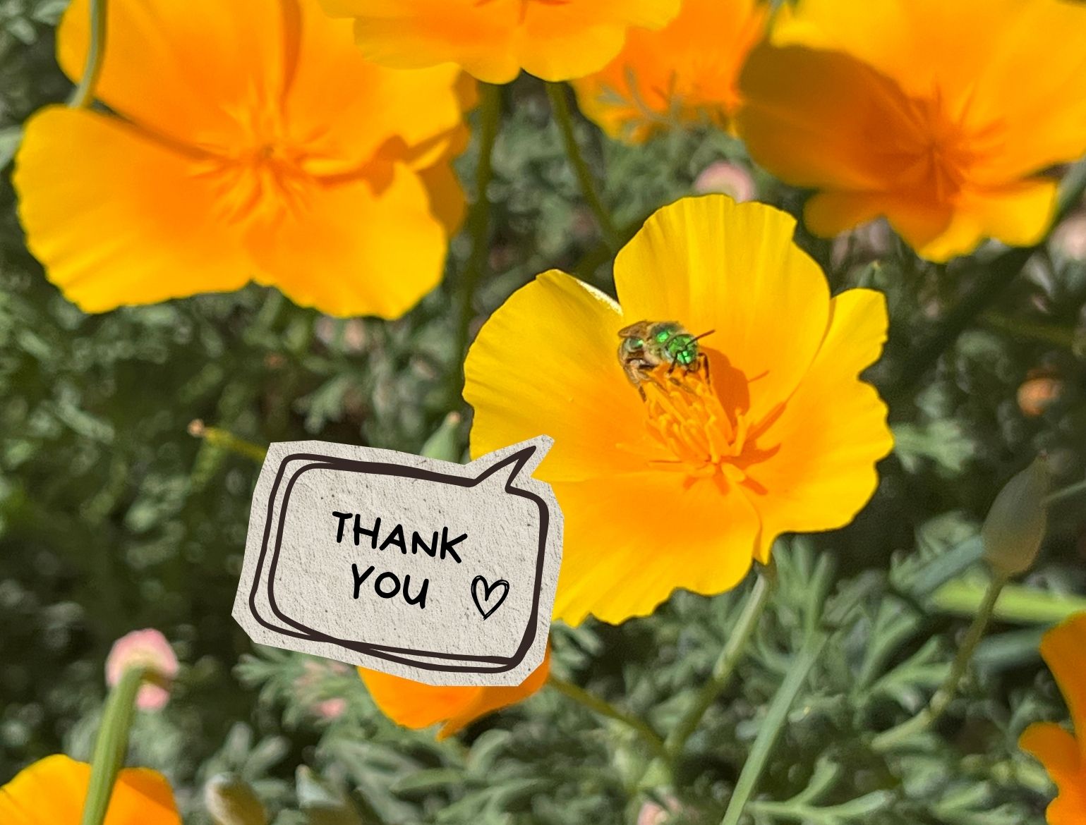 A cute native bee with a text bubble saying "thank you!" while vibing on a california poppy wildflower