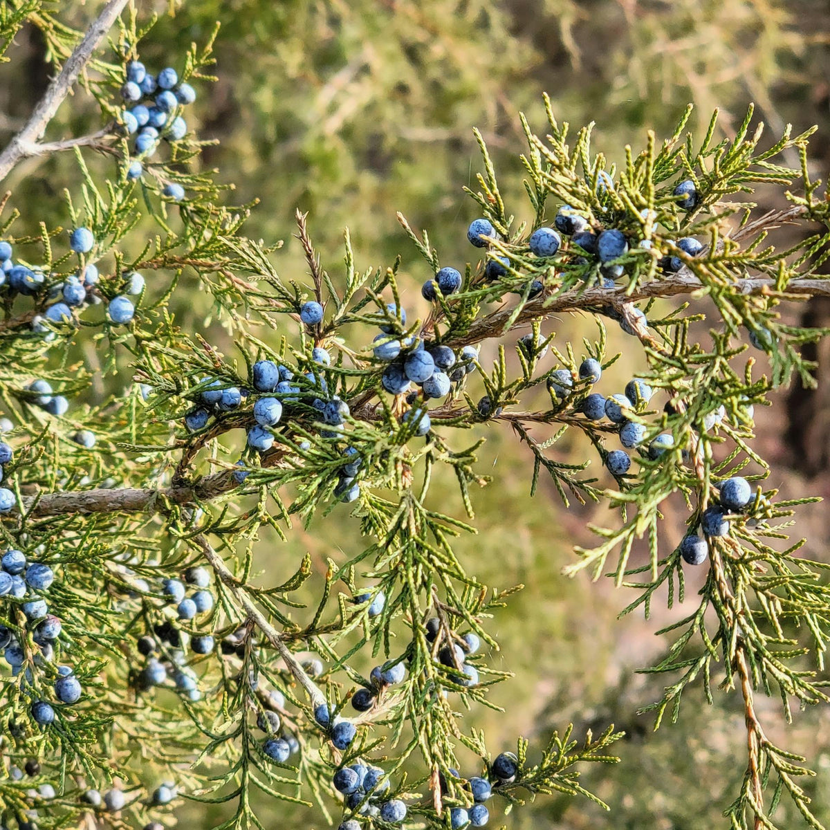 Juniper Berries │ Kindred Vancouver, WA 98660