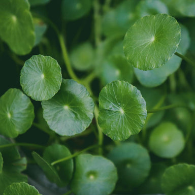 Gotu Kola | Organic