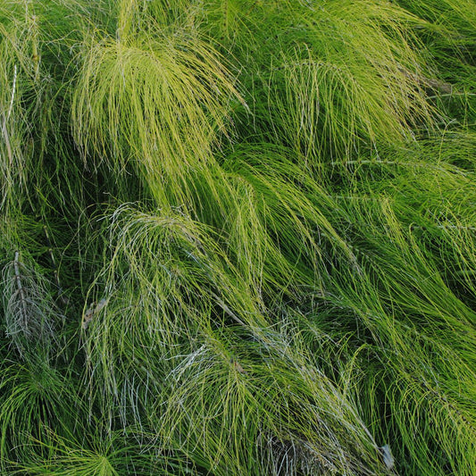Close-up of green horsetail grass with a focus on texture
