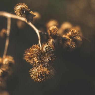 Burdock Root | Organic | Kosher