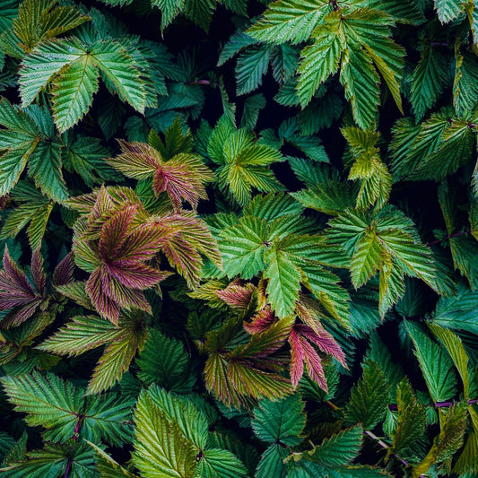 Raspberry Leaf | Organic | Kosher