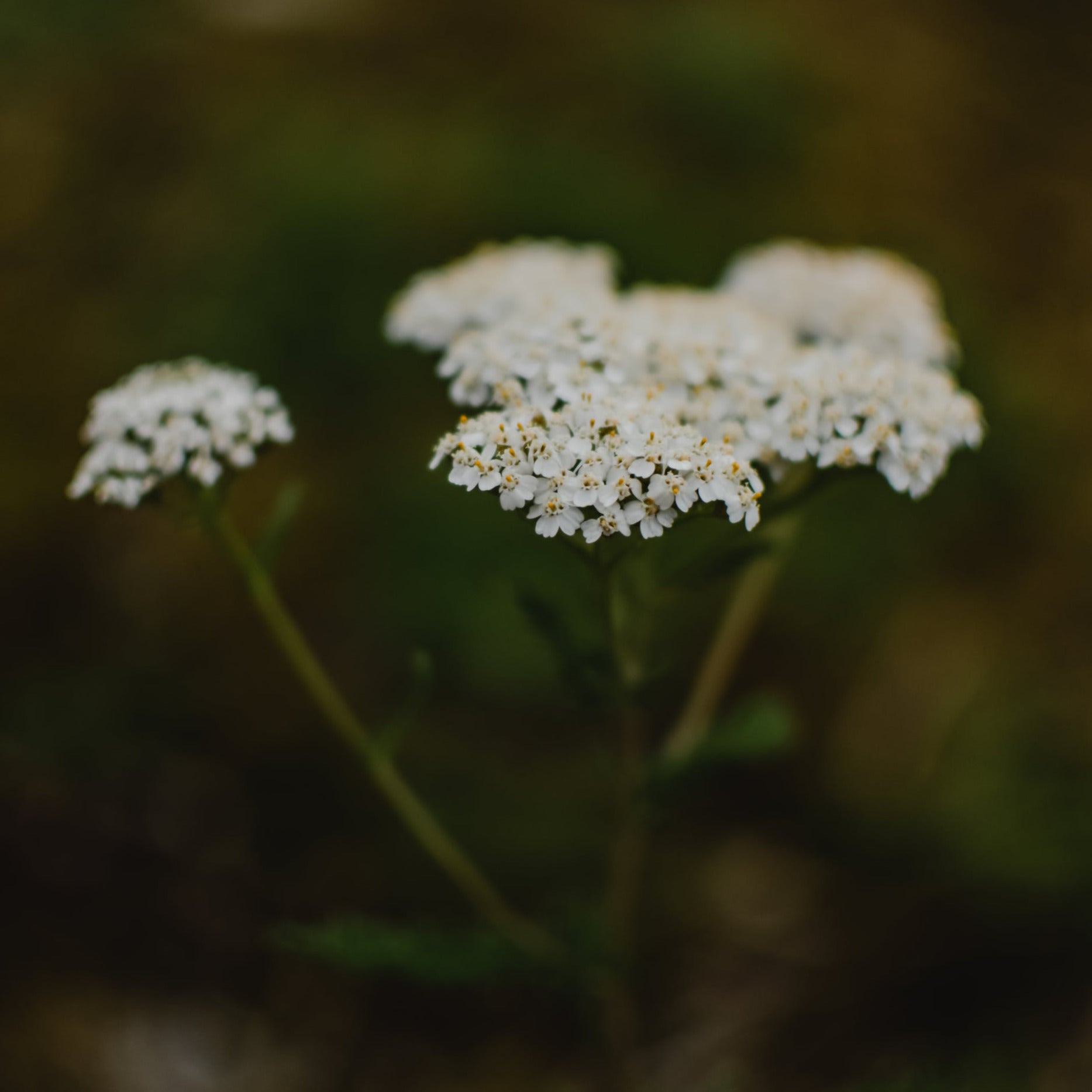 Yarrow Flower