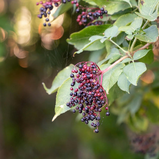 Elder Berries, Whole | Organic
