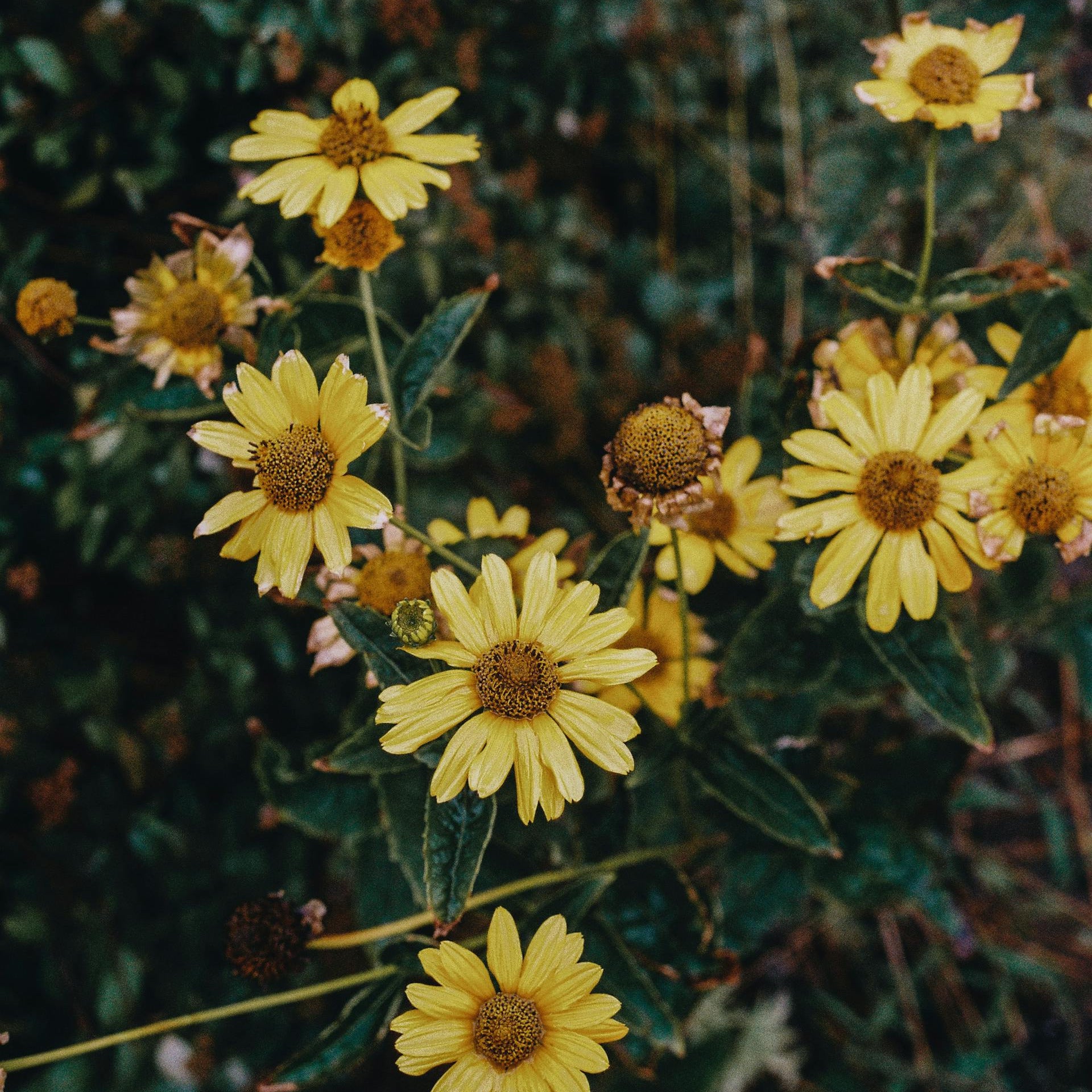 Yellow arnica flowers with green leaves on a blurred natural background
