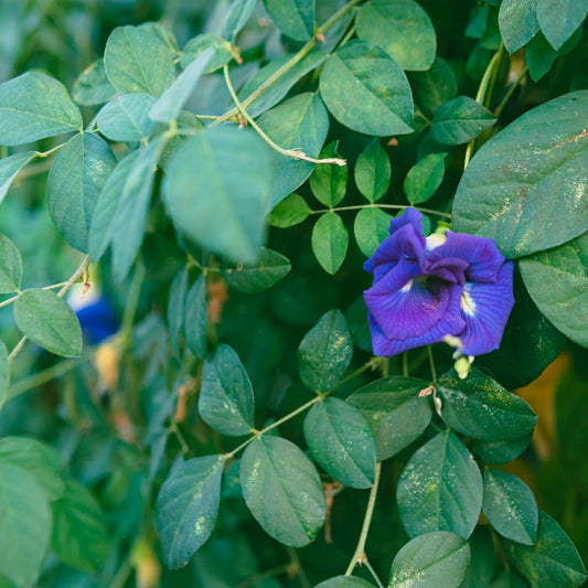 Butterfly pea flower among green leaves
