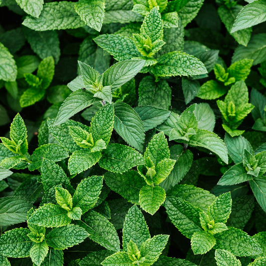 Peppermint | Organic | Kosher
