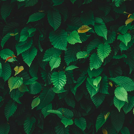 Slippery Elm Bark Powder | Organic | Kosher