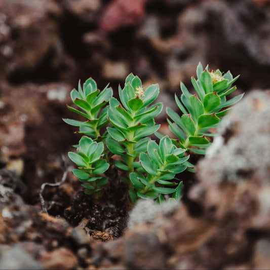 Rhodiola | Organic
