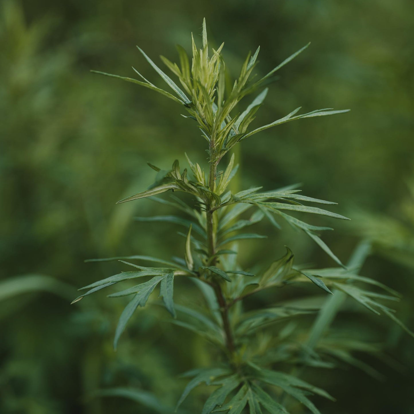 Close-up image of fresh mugwort leaves with a blurred background.