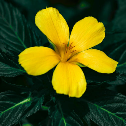 Damiana Herb | Organic | Kosher