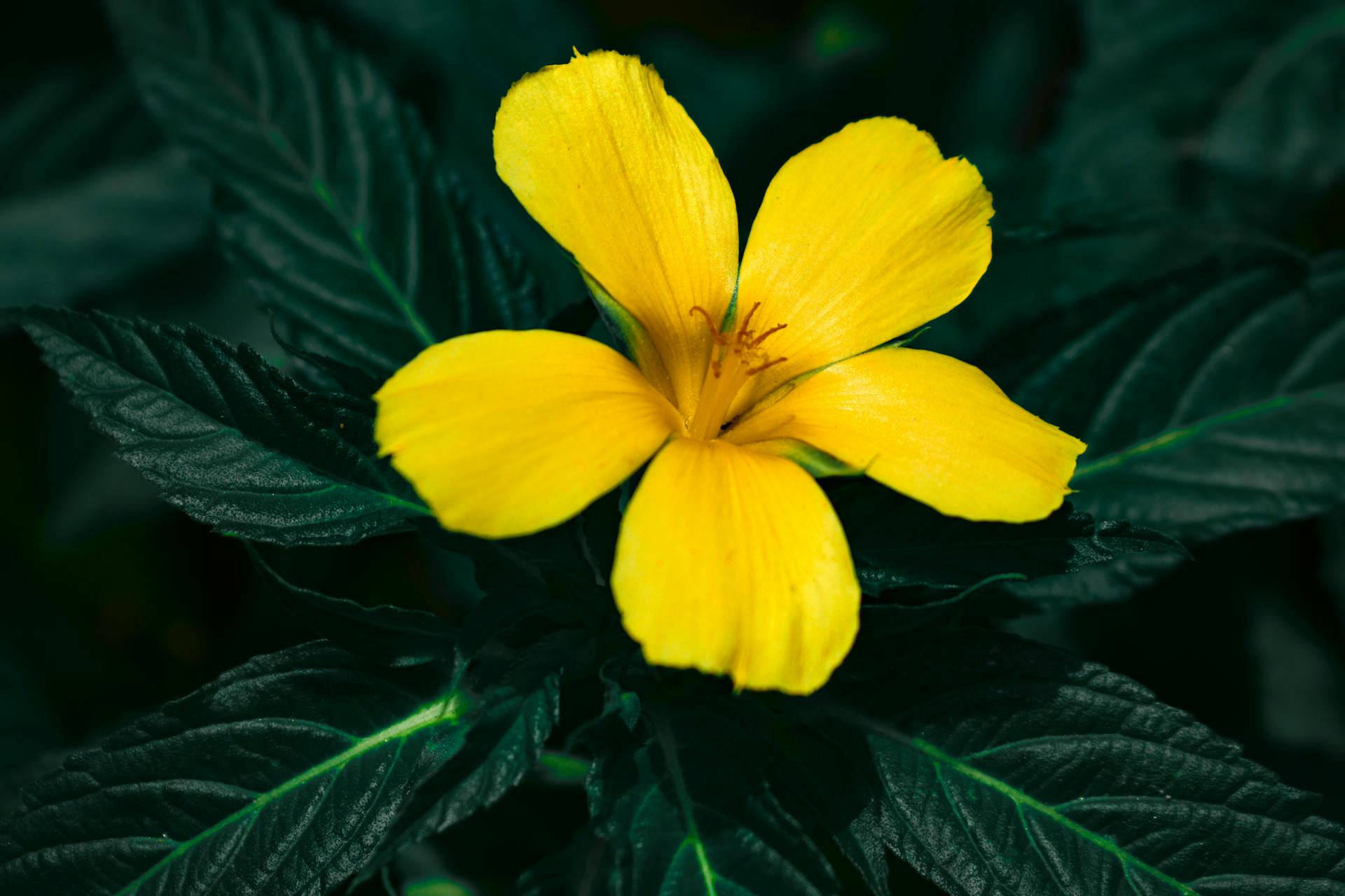 Damiana Herb