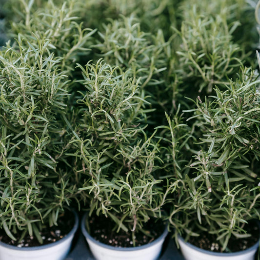 Dried Rosemary
