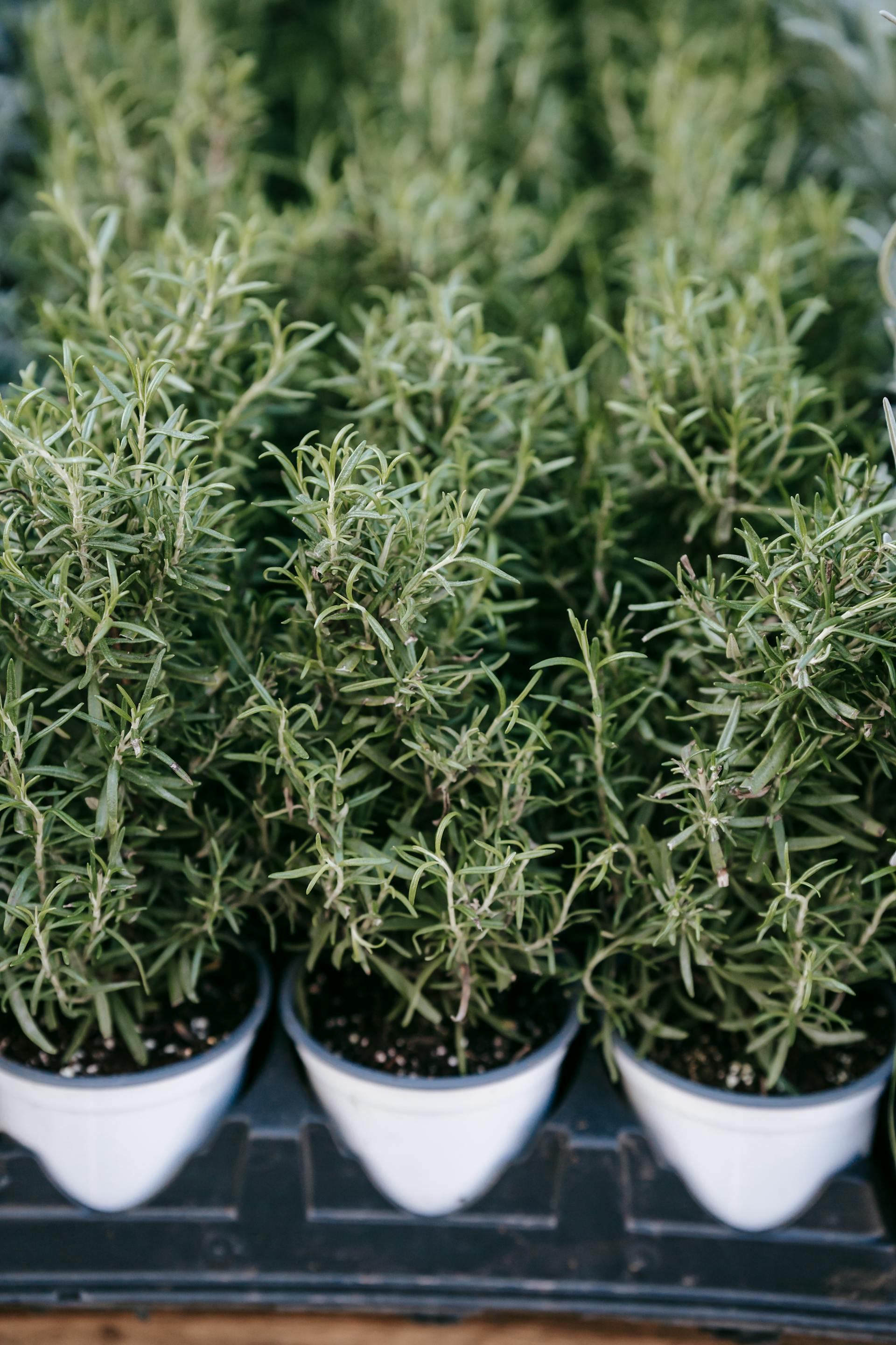 Dried Rosemary