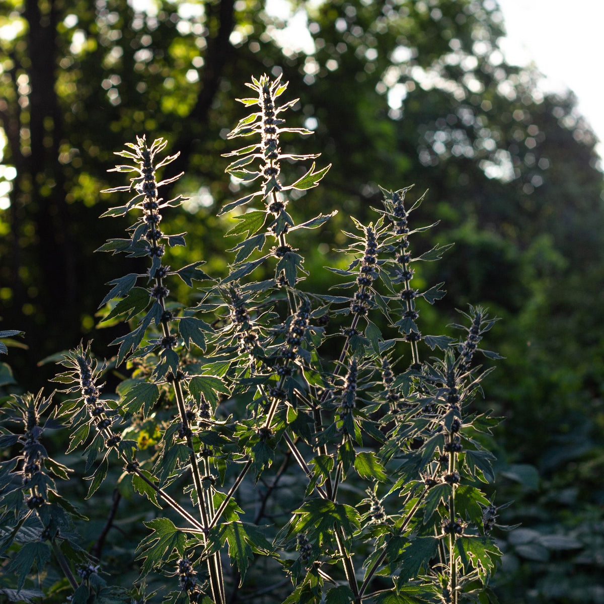 Backlit stalks of Motherwort Herb against a forest background
