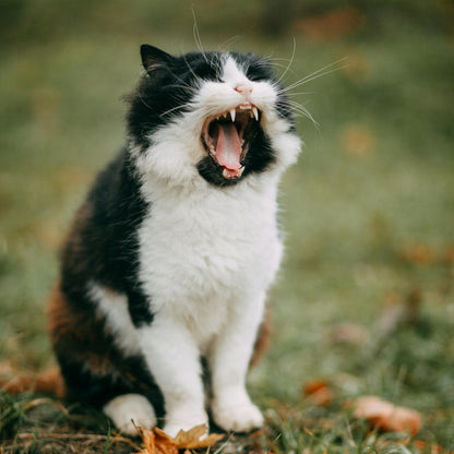Cat with a wide open mouth on grass