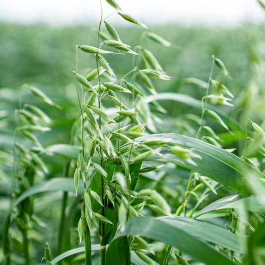 Close-up of green oat stalks in a field with a soft-focus background.