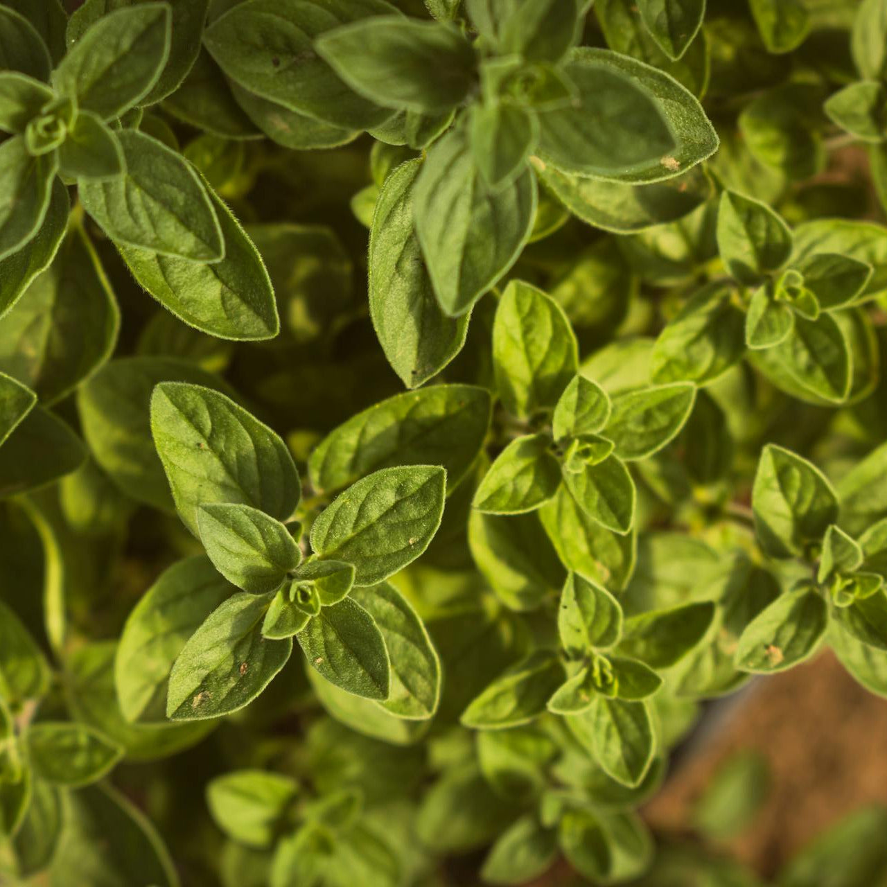 Close-up of green Oregano leaves with a blurred background