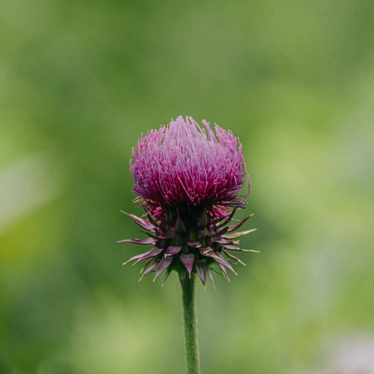 Milk Thistle