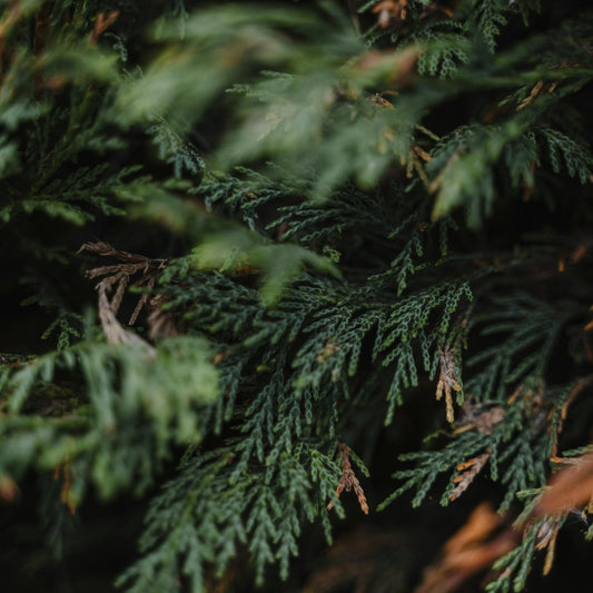 Western Red Cedar Leaf