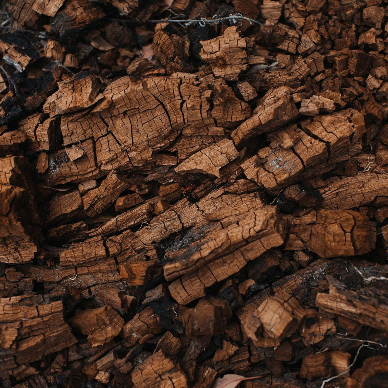 Sarsaparilla Root | Organic