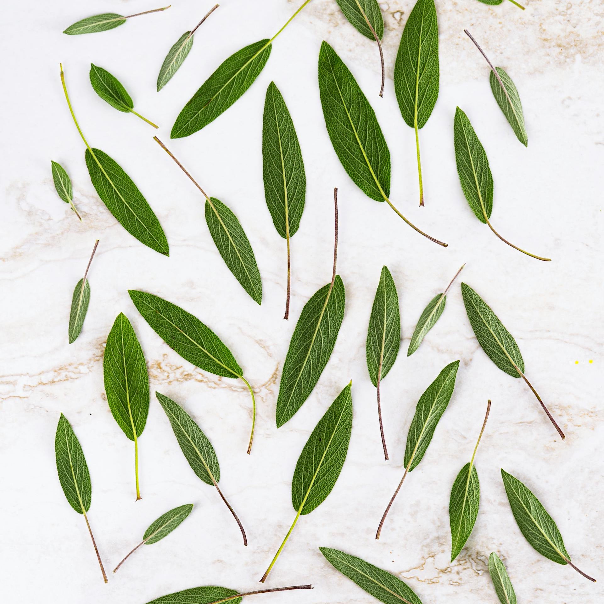 Green Sage leaves arranged on a textured white surface
